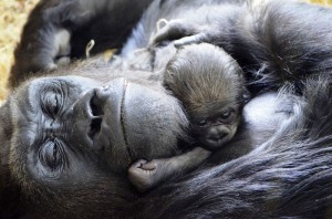 le calin du matin