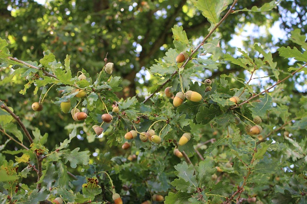 Maman Nougatine Associer des feuilles et fruits d'automne à leur