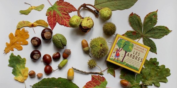 Maman Nougatine Associer des feuilles et fruits d'automne à leur