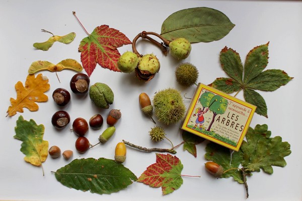 Maman Nougatine Associer des feuilles et fruits d'automne à leur