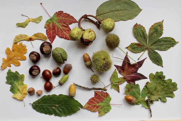 Maman Nougatine Associer des feuilles et fruits d'automne à leur