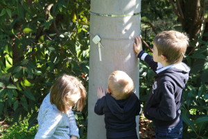 Découvrir l'écorce de l'eucalyptus 