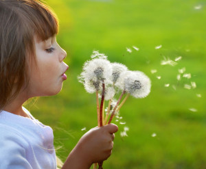Little girl blowing dandelions on the meadow