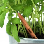 PENCILS_PLANTS_thumb_pencil_flowerpot_basil_2