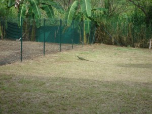 iguane