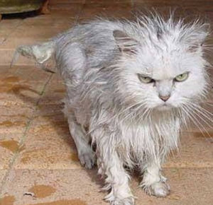 wet-cat-very-angry